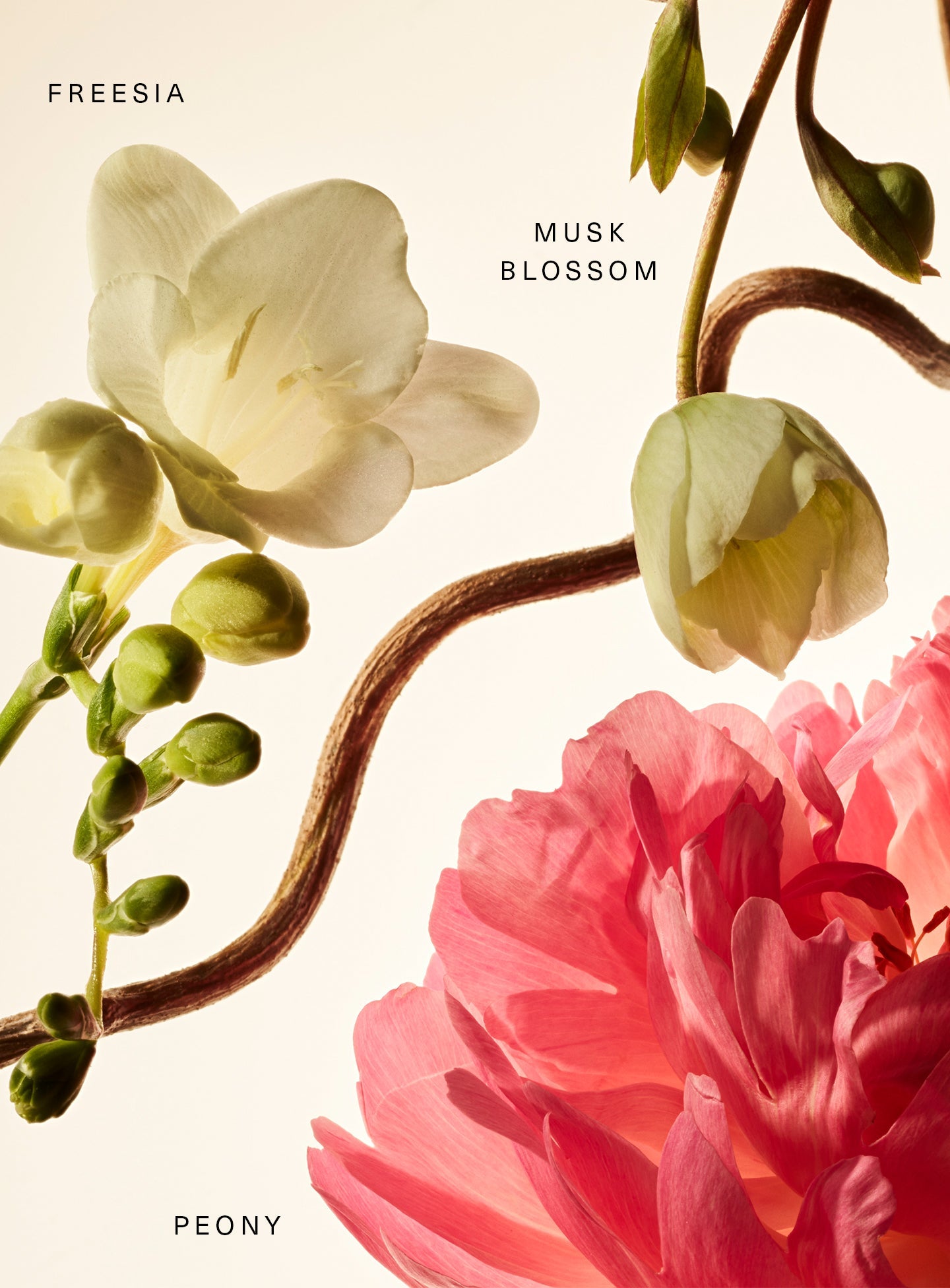 Floral?Peony Blossom Fragrance Layering Balm